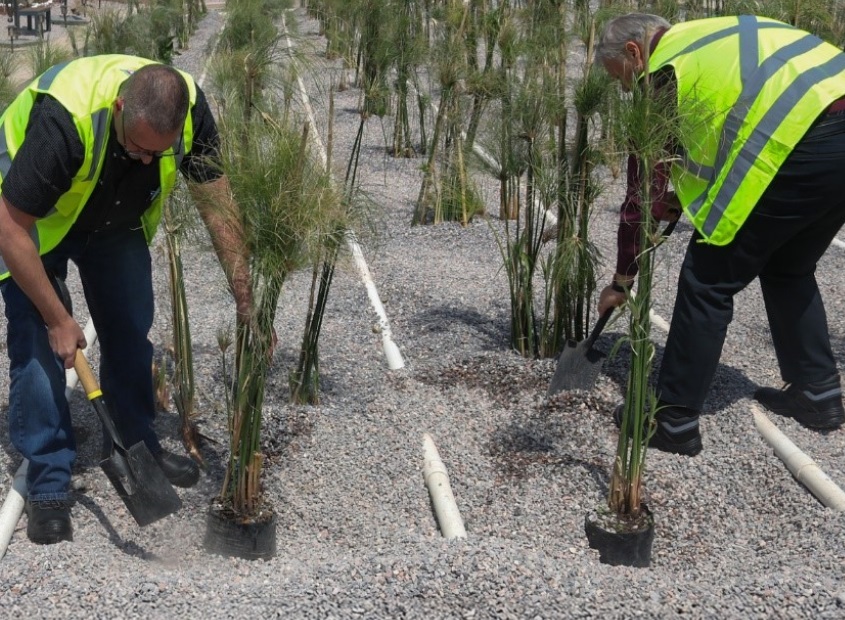 Wetland planting